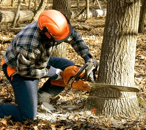Tree Removal in Stockton, KS